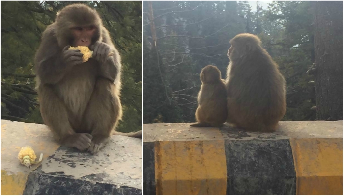 Cheeky but adorable beings high up in the mountains of northern Pakistan