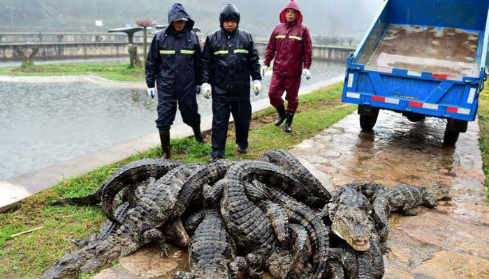 13,000 alligators wake up for spring in China