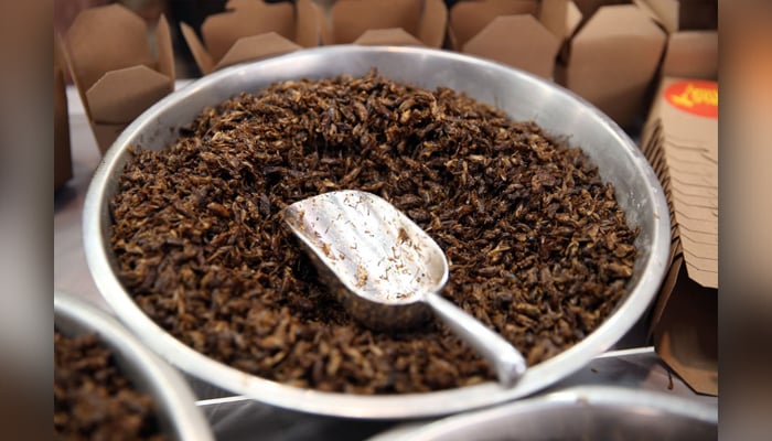 Fried crickets, roasted cockroach, honey-flavoured ants, mealworm and chocolate-coated popcorn are now available to try and buy in Australia