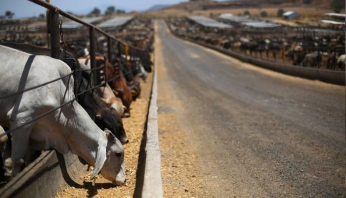 Certified beef cattle eat from a feeding fence at a SuKarne meat processing facility in the town of Vista Hermosa, in Michoacan state, Mexico, March 31, 2017. Picture taken March 31, 2017. REUTERS/Edgard Garrido