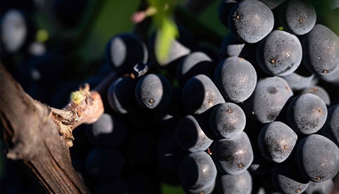 600-year-old pinot noir grape found in medieval French toilet