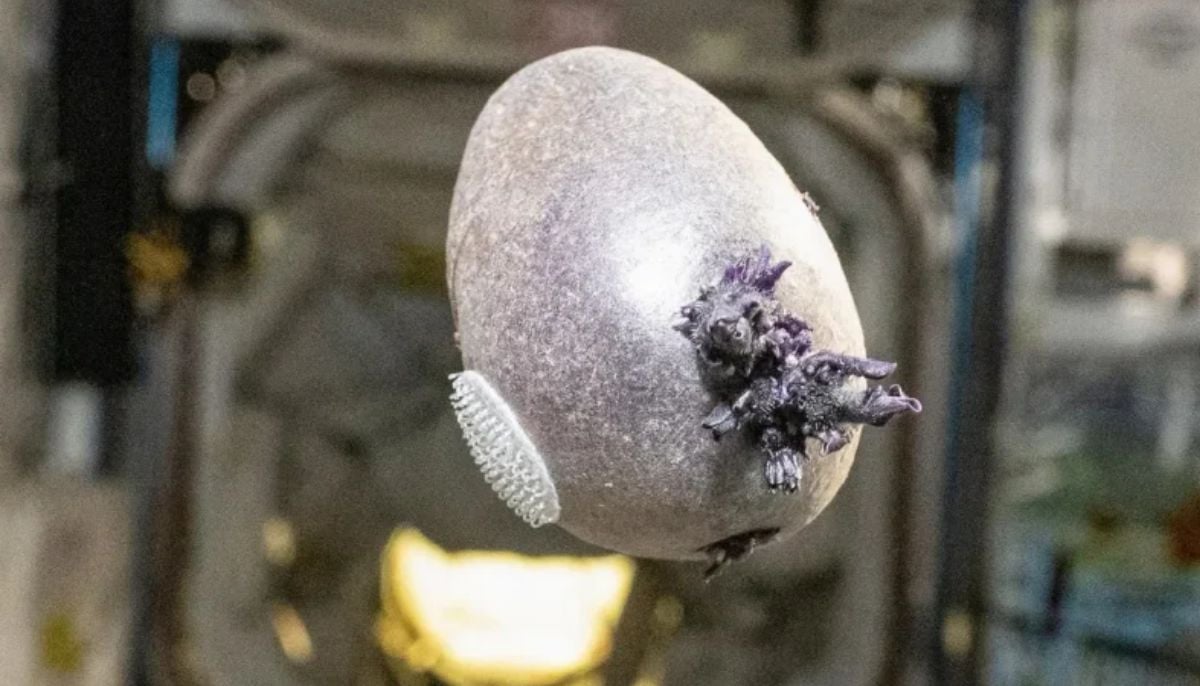 NASA astronaut's ‘alien egg' photo turns out to be space potato 