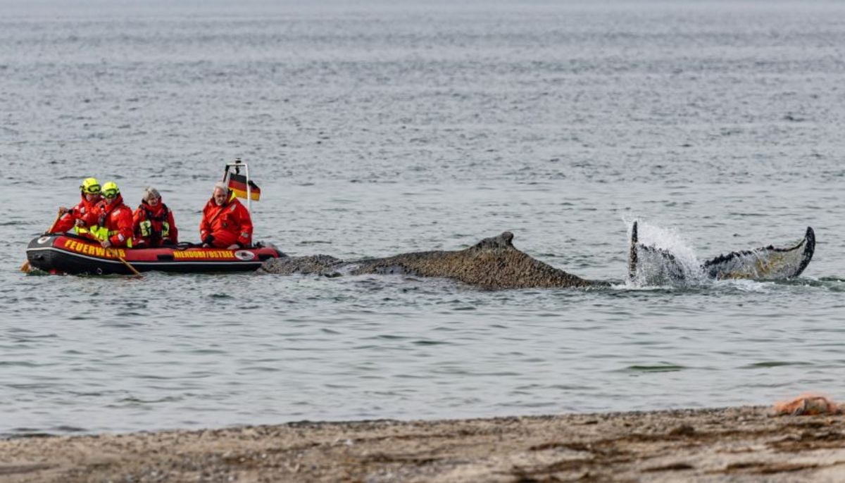 Stranded humpback whale swims free after four days on German beach 