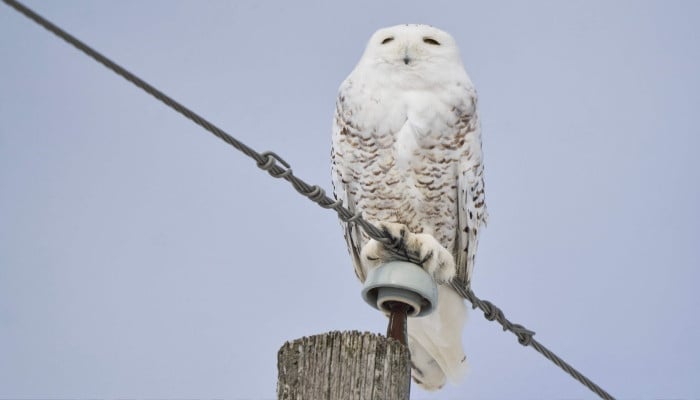 40 new migratory species win international protection: UN body