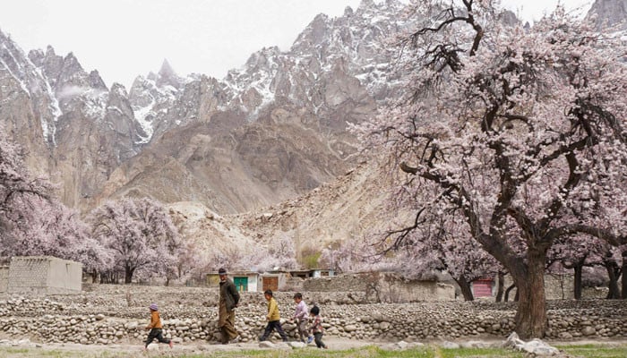 Pakistan's blossom season brings calm in a troubled world