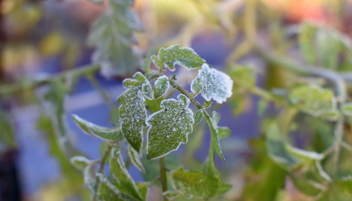 Freeze watch issued for Colorado's four corner regions: What residents need to know