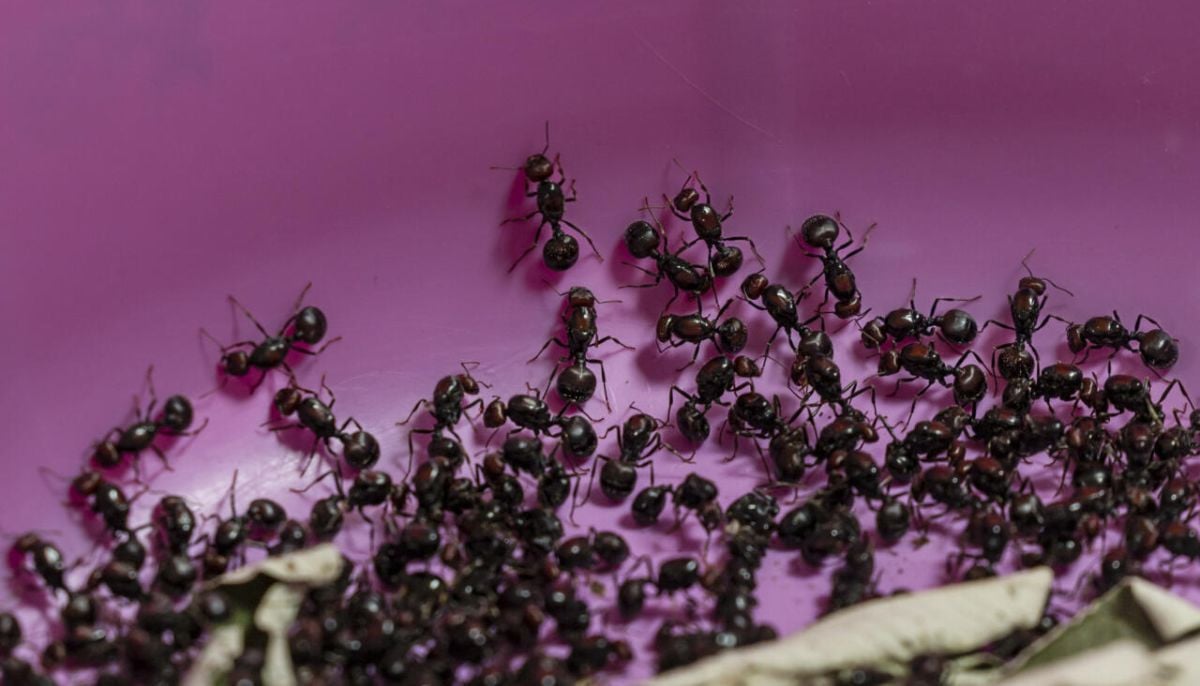 Chinese national jailed in Kenya for smuggling live queen ants