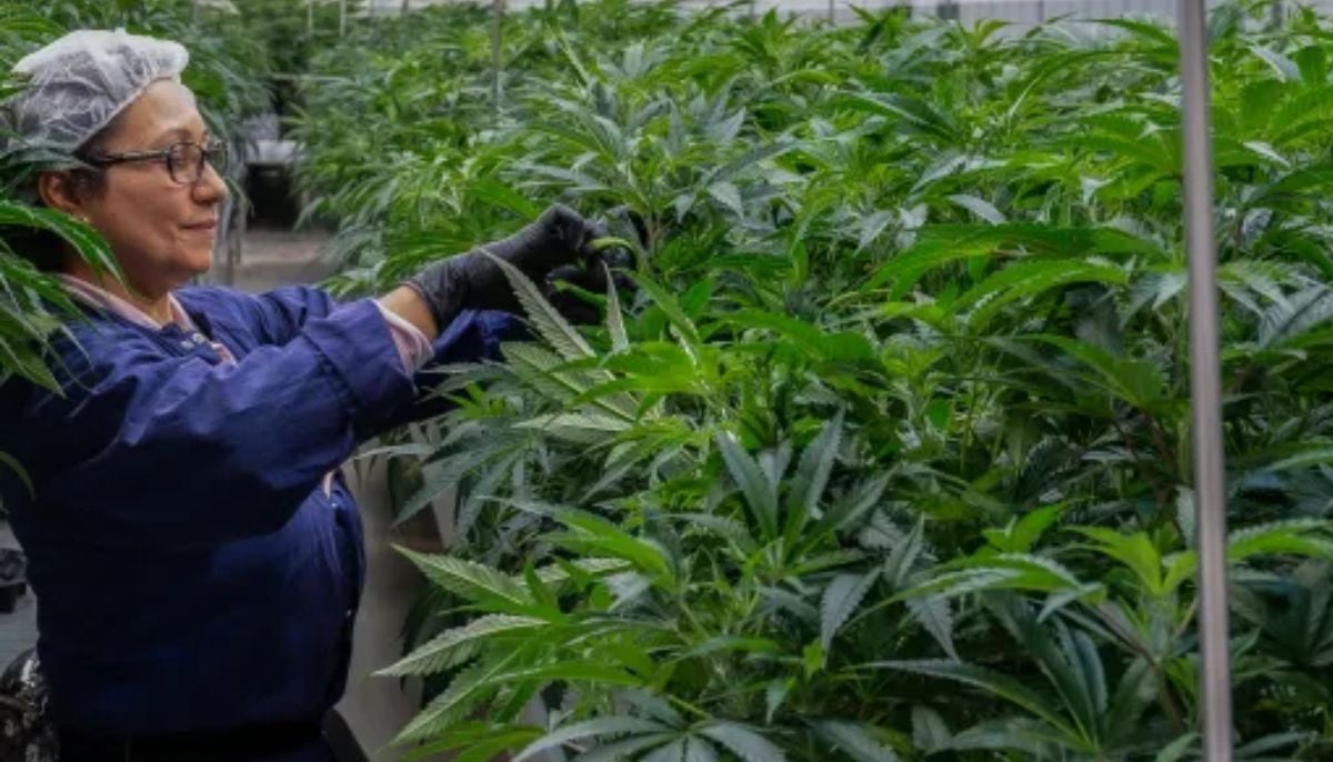 Justice Department reclassifies marijuana as less dangerous drug: What does it mean?