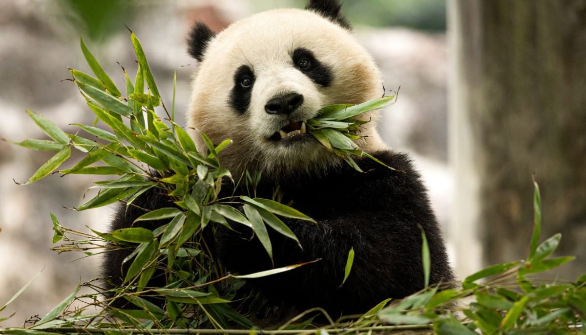 China revives ‘Panda Diplomacy' with US ahead of Trump visit