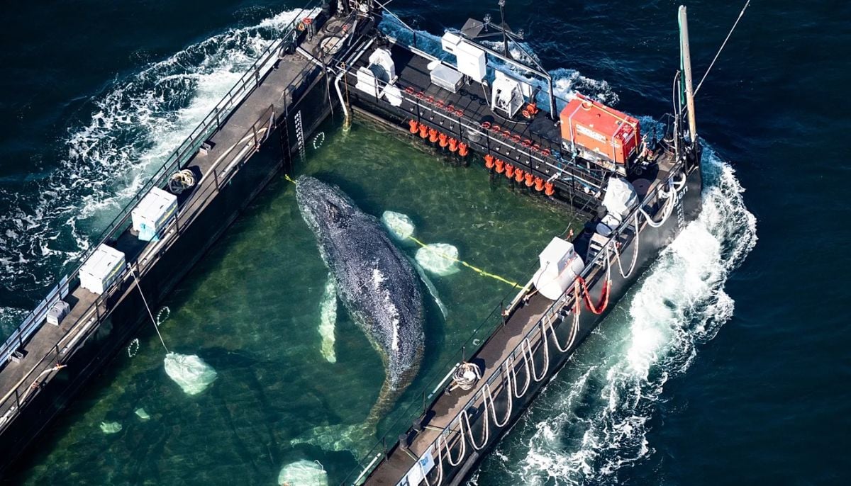 Stranded whale Timmy is on its way to home after rescuers moved it onto barge in Germany