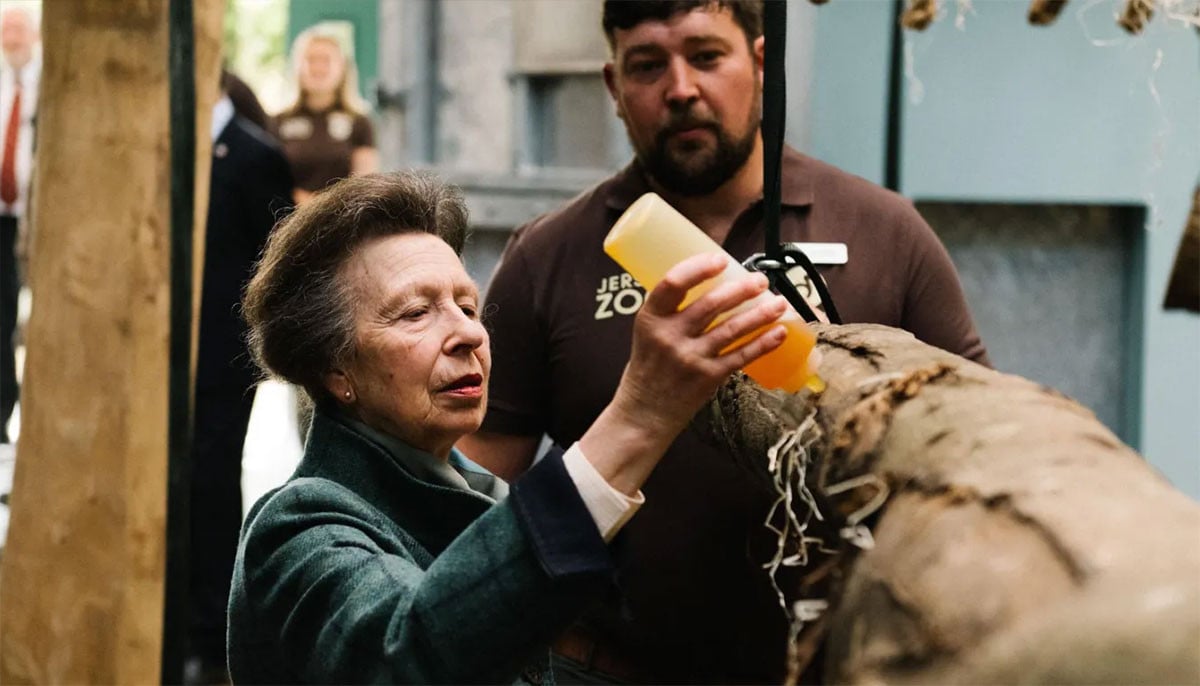 Princess Anne launches Jersey Zoo's new Gorilla home