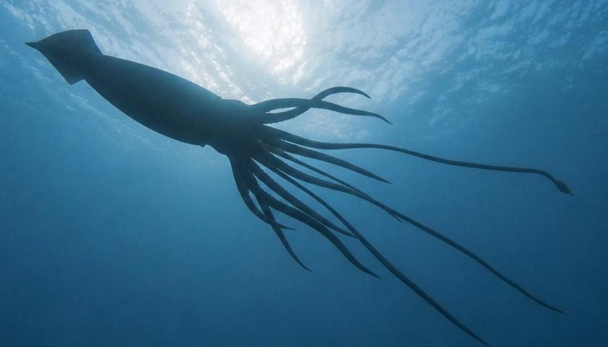 Giant squid detected off Australia after 25 years using DNA technology