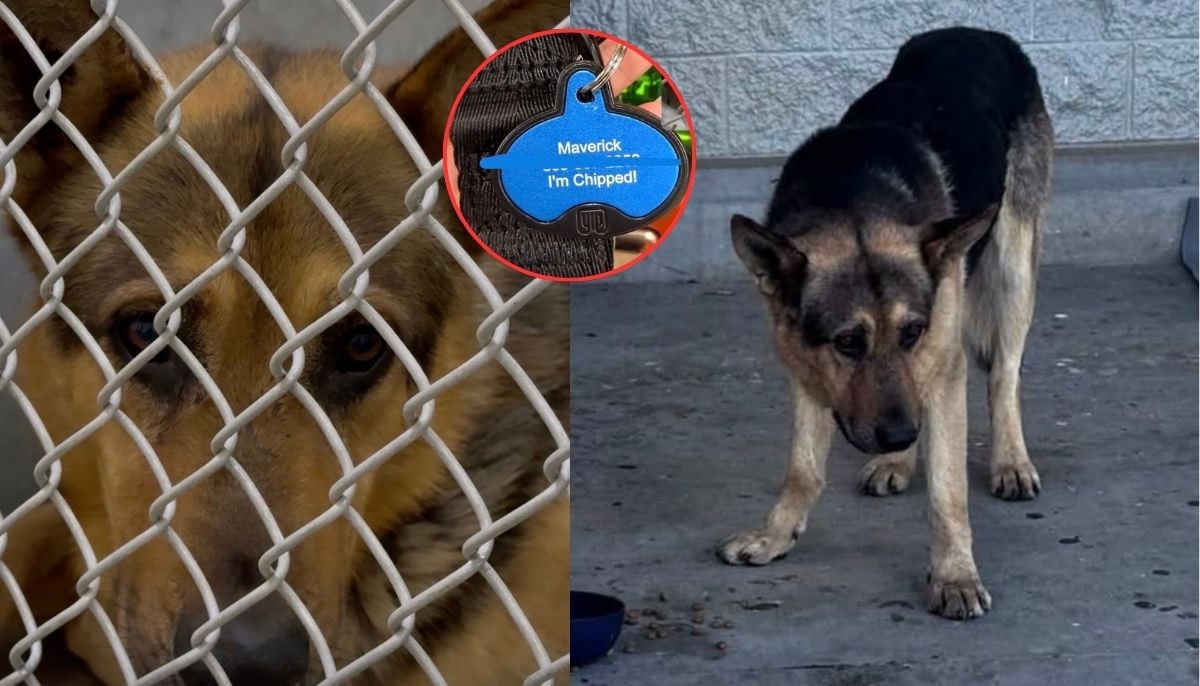 German Shepherd abandoned at Walmart with all his toys is now adopted by family in Washington