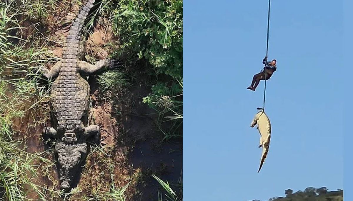 Officer airlifts 15-ft crocodile that ate missing hotel owner alive 