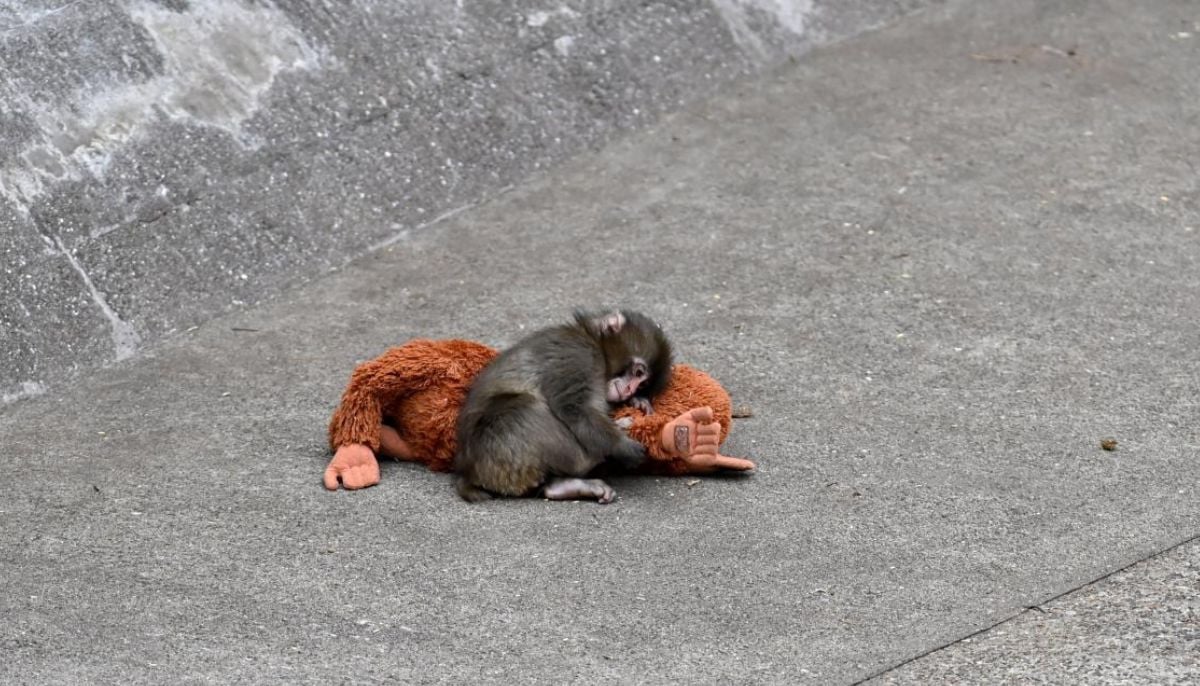 Viral ‘Punch' monkey incident: Two Americans arrested at Japanese zoo