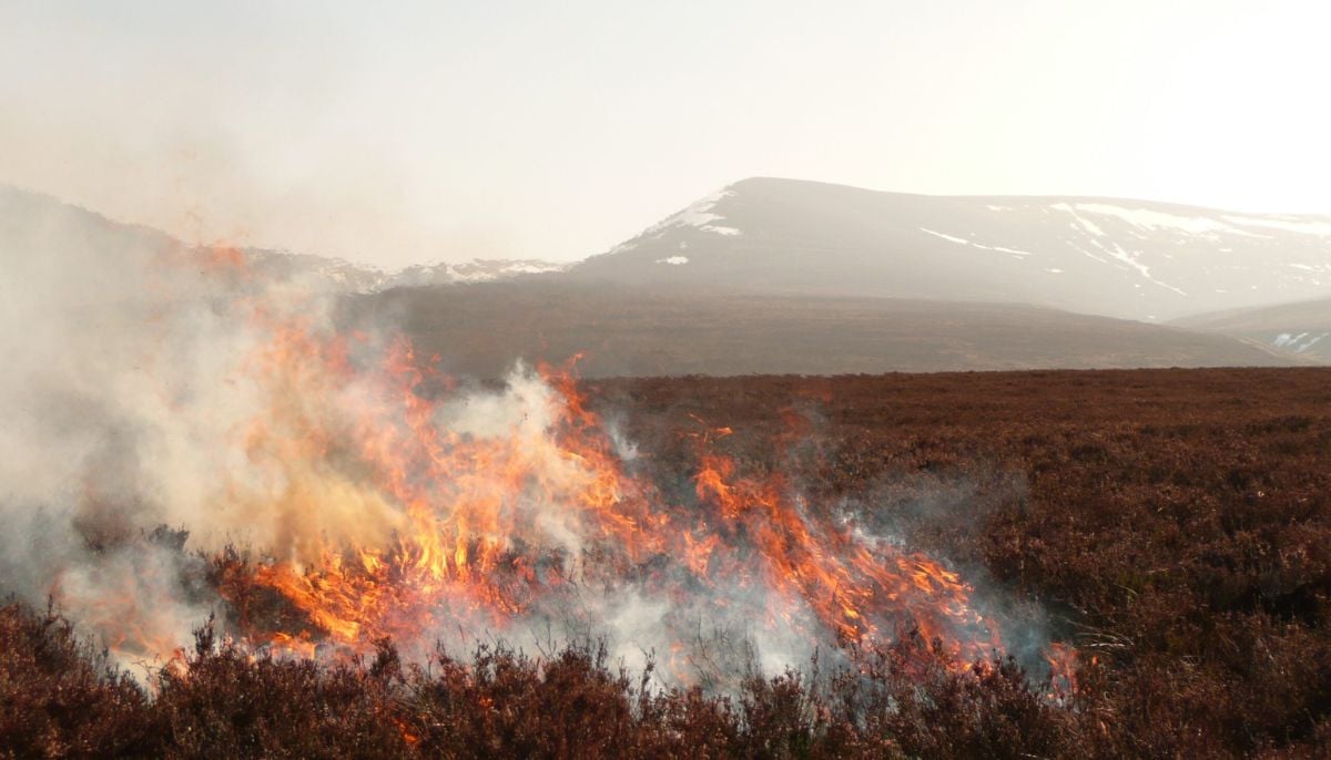 Air pollution crisis: Moorland burning risks lives of 2.3 in UK 