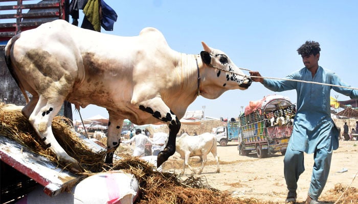 Islamabad rolls out Eid ul Adha traffic plan for cattle markets