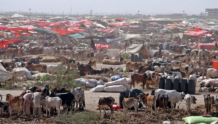 Karachi cattle market records 99% animal sales