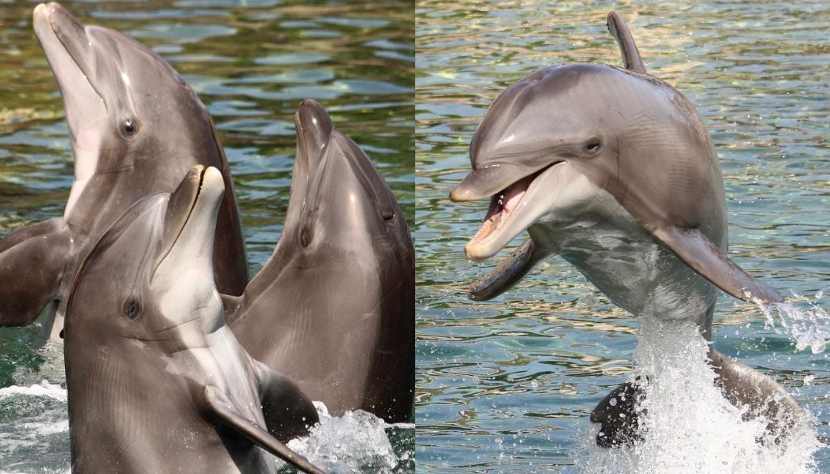Beloved dolphin ‘Dottie' dies at 39 after groundbreaking kidney surgery 