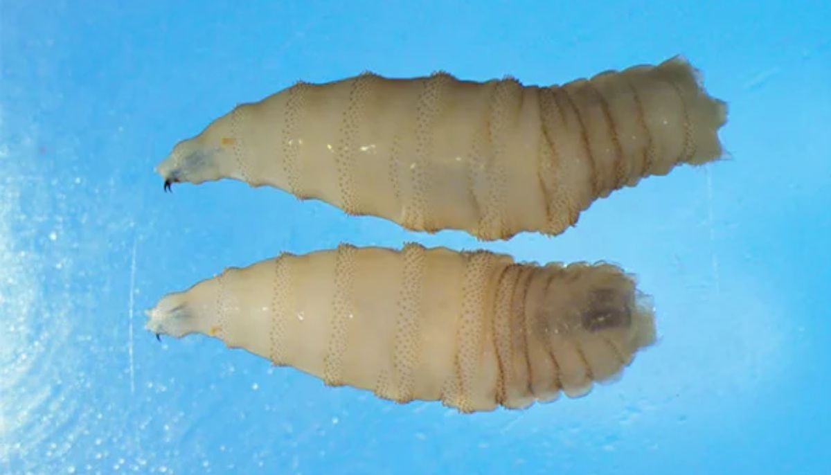 Flesh-eating screwworm: What is it, symptoms, how it returned to US after 60 years