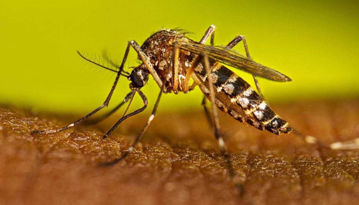Secret Pentagon files reveal US military tested use of 'killer mosquitoes' as biological weapons
