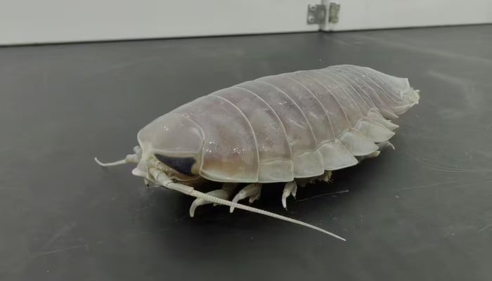 Deep-sea denizens go years without food with clever biological fix