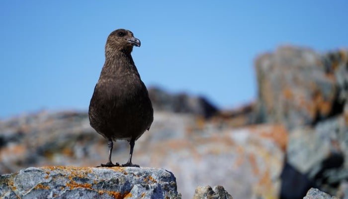 Australia detects first case of contagious H5 bird flu