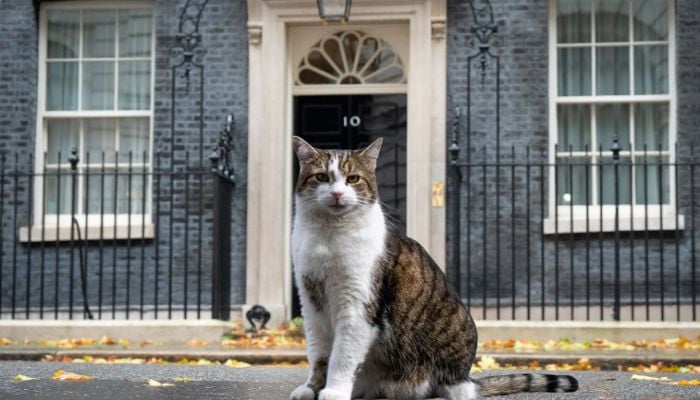 Larry the cat awaits his seventh UK prime minister at No 10 after Starmer resigns