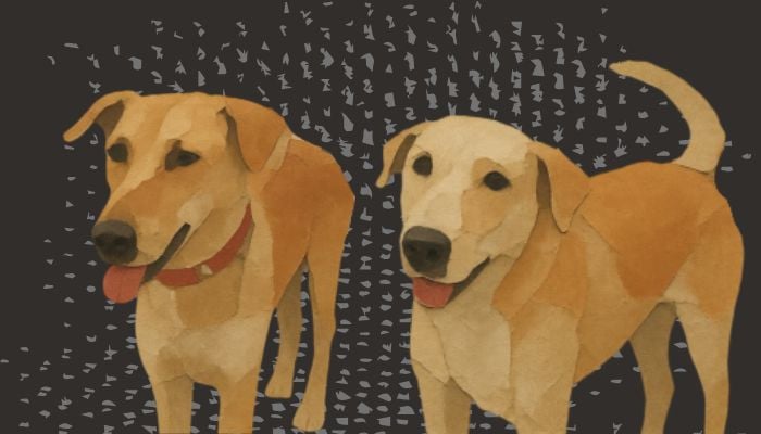 Beyond culling: Why we need humane solutions to manage stray dogs