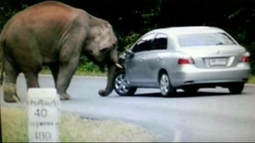Elephants make mischief in Thai national park