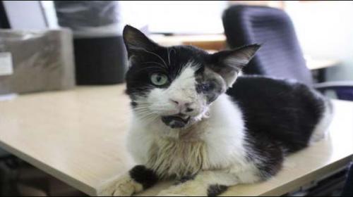 Florida 'zombie cat' hit with custody motion