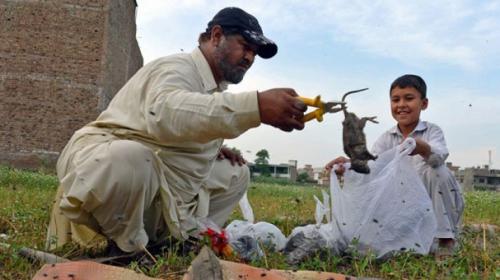 'Rat killer’ hired to tackle Peshawar rodent problem