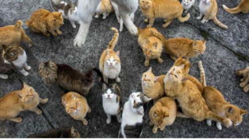 It's raining cats and tourists on a Japanese island