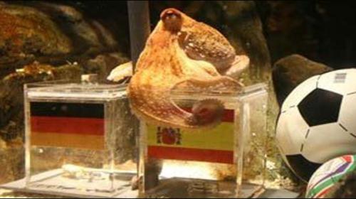 Massive octopus in Seattle nearly crawls out of aquarium display