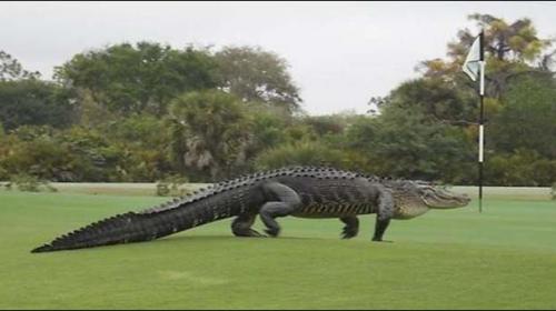 Florida golfers undeterred by large alligator on putting green