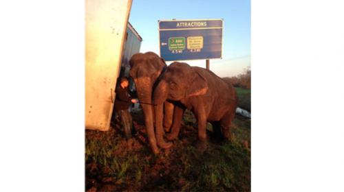 Elephants rescue 18-wheeler stranded on Louisiana road