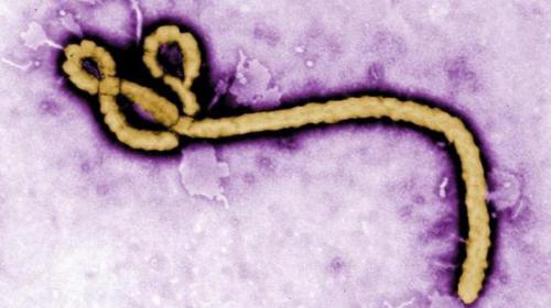 Two experimental Ebola vaccines pass safety test