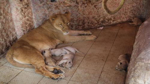 That's purr-fect - Pakistani pet lion gives birth to five cubs