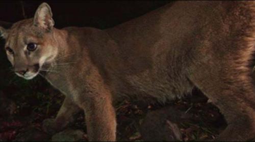 Celebrity mountain lion hides from rescuers, media under L.A. house