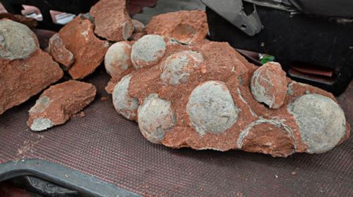 Dozens of dinosaur eggs found at construction site in China