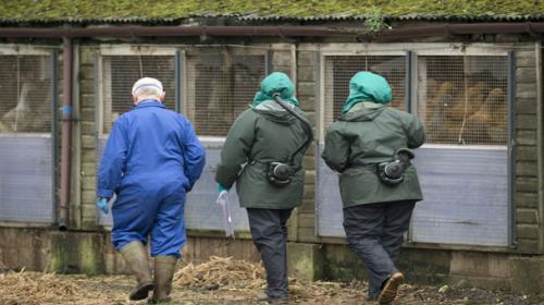 Bird flu spreads in US, but risk to people ‘low’