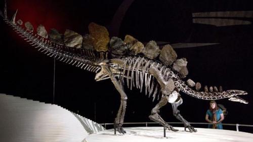 Shape of Stegosaurus plates reveal if male or female