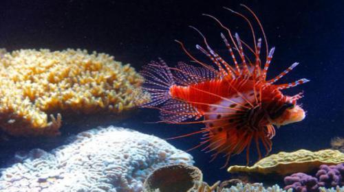 Lionfish found in Brazil is related to Caribbean invasives