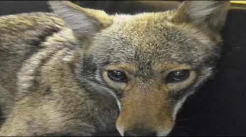 Hey, that's my cappuccino! Coyote captured outside lower Manhattan cafe