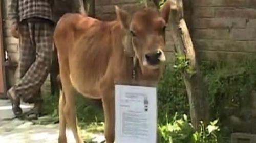 Cow given admit card for exam in Occupied Kashmir 