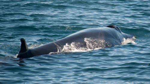 About a dozen dead whales found in Chile