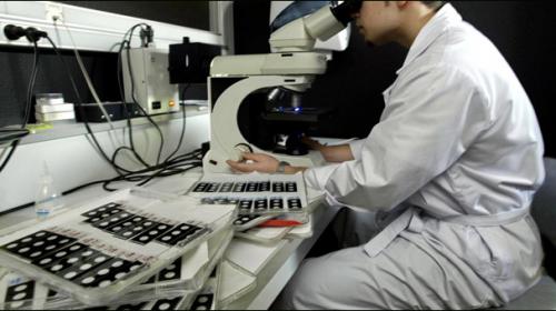 Scientists restore lost memories in mice, shedding light on amnesia