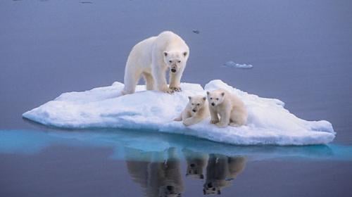 Polar bears develop taste for dolphins as Arctic warms