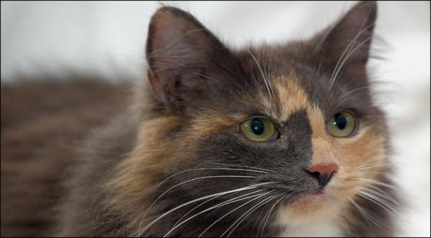 Where Can Hit A Cat For Discipline Where Can Hit A Cat For Discipline