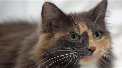 Cat bites woman, woman bites man: German police